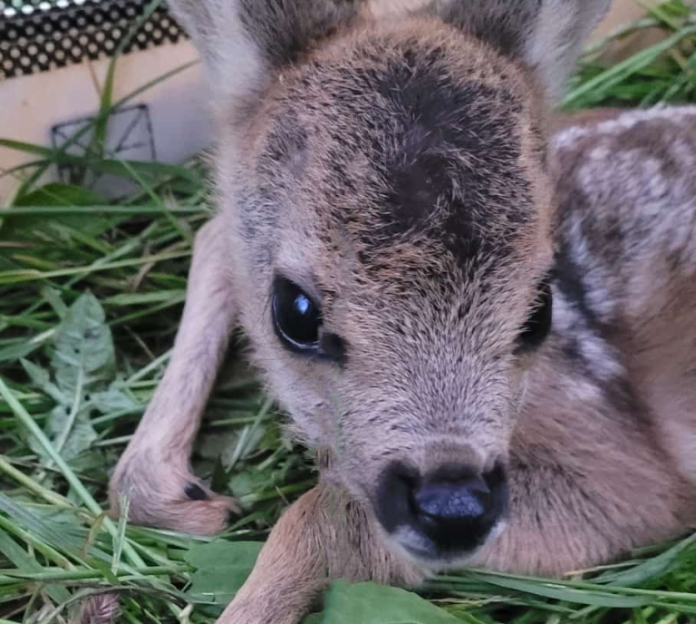 Ein junges Reh liegt auf grünem Gras, mit großen, schwarzen Augen und einem flauschigen Fell.